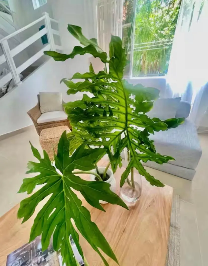 Villa Puntacana Village Near By The Airport And Beach Пунта-Кана Доминиканская Республика